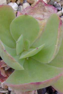 (Echeveria scheerii)