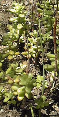 (Echeveria sedoides)