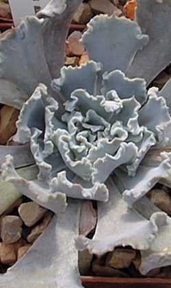 (Echeveria shaviana)