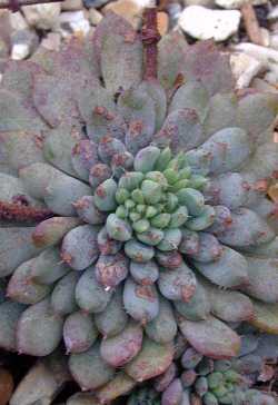 (Echeveria tundelii)