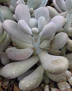 Lavender Pebbles, Jewel-Leaf Plant(Graptopetalum amethystinum)