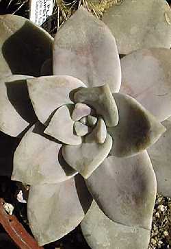 Ghost Plant, Mother of Pearl Plant(Graptopetalum paraguayense)