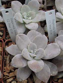 (Graptoveria hybrid)