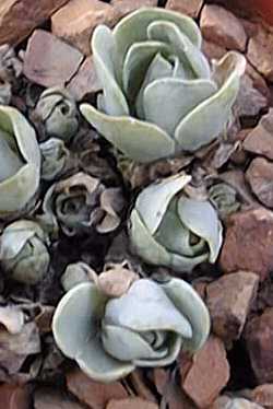 Green Rose Buds(Greenovia aurea)