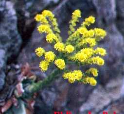 Green Rose Buds(Greenovia aurea)