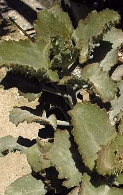 Felt Plant, Felt Bush(Kalanchoe beharensis)