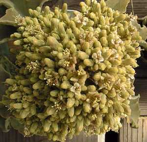 Felt Plant, Felt Bush(Kalanchoe beharensis)