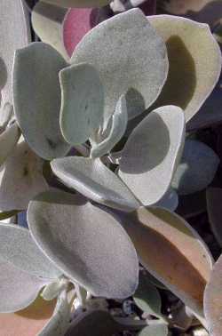 (Kalanchoe bracteata)