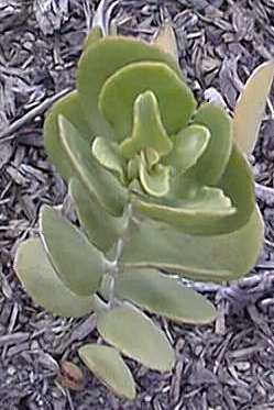 (Kalanchoe crundallii)