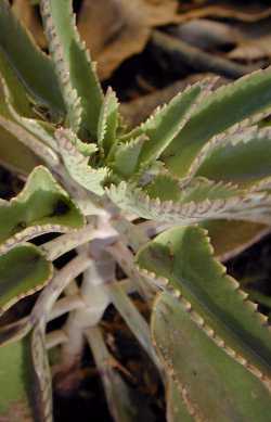 Mother of Thousands(Bryophyllum daigremontianum)