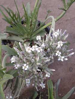 Cup Kalanchoe, Walking Kalanchoe(Kalanchoe synsepala  f. dissecta)