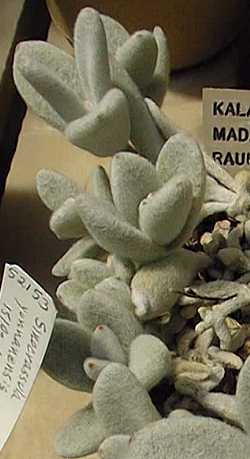 (Kalanchoe eriophylla)