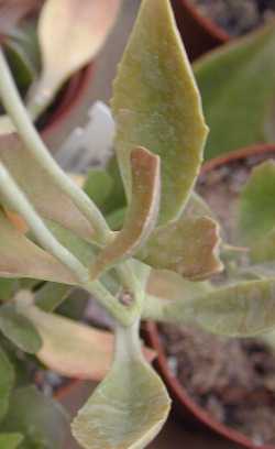 (Kalanchoe flammea)