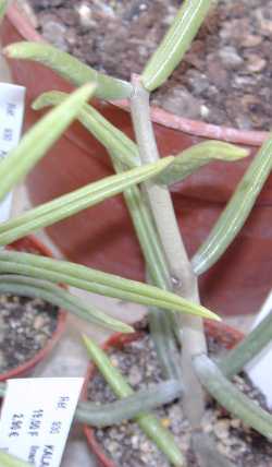 (Kalanchoe linearifolia)