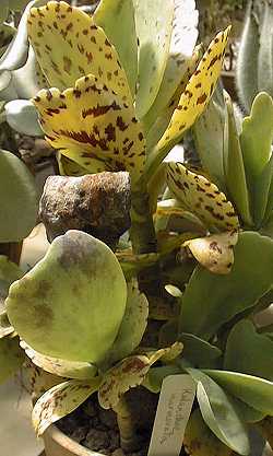 Penwiper Plant(Kalanchoe marmorata)