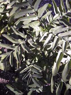 Blooming Boxes(Bryophyllum proliferum)
