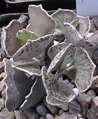 (Kalanchoe rhombopilosa)