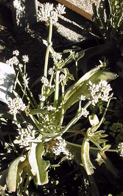 Cup Kalanchoe, Walking Kalanchoe(Kalanchoe synsepala)