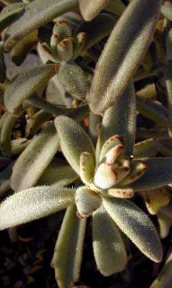 Panda Plant, Pussy Ears(Kalanchoe tomentosa)