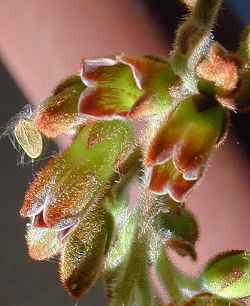 Panda Plant, Pussy Ears(Kalanchoe tomentosa)