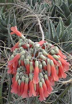 Chandelier plant(Bryophyllum tubiflorum)