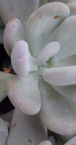 (Pachyphytum bracteosum)