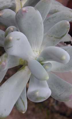 (Pachyveria clavifolia)