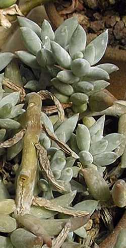 (Pachyphytum coeruleum)