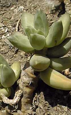 (Pachyphytum compactum)