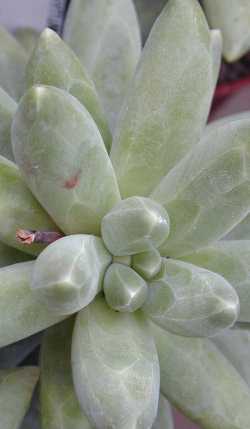 (Pachyphytum hookeri)