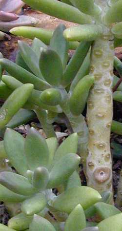 (Pachyphytum longifolium)
