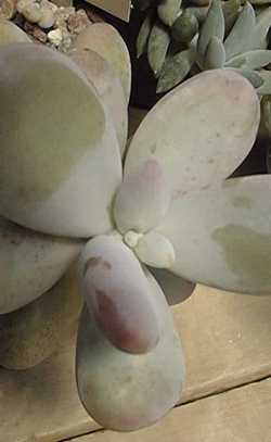 Moonstones(Pachyphytum oviferum)