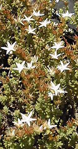 Goldmoss Sedum(Sedum acre)