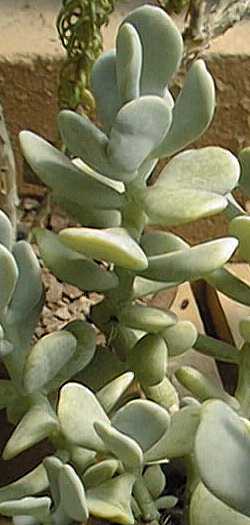 (Sedum allantoides)