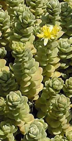 (Sedum australe)