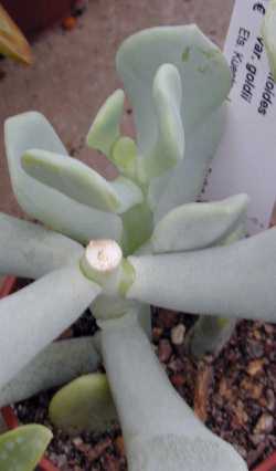 (Sedum allantoides var. goldii )