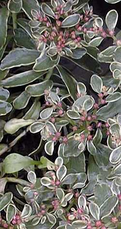 Kamschatka Stonecrop(Sedum kamtschaticum)