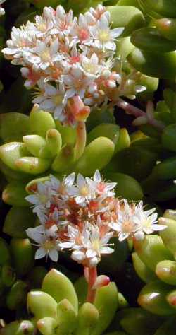 (Sedum lucidum)