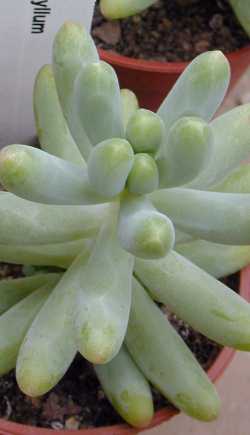 (Sedum pachyphyllum)