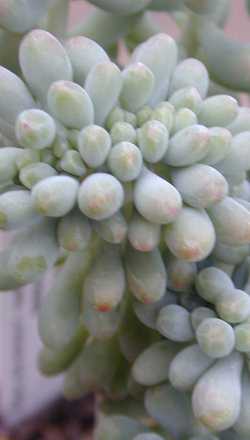 (Sedum pachyphyllum)