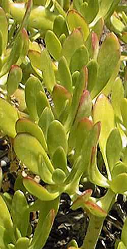 (Sedum praealtum)