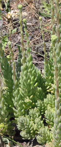 Pale Stonecrop(Sedum sediforme)