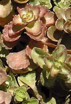 Dragon's Blood Sedum, Two-row Stonecrop(Sedum spurium)