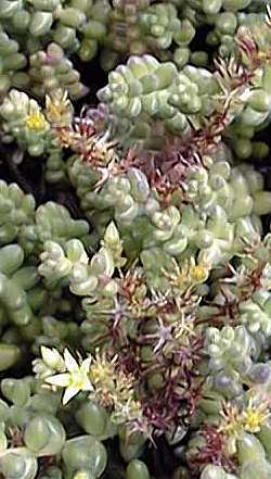 Coral Beads(Sedum stahlii)