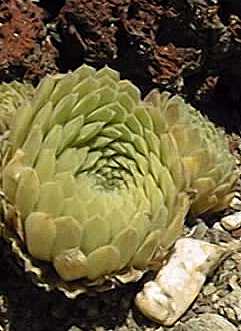 (Sempervivum 'Pekinese')