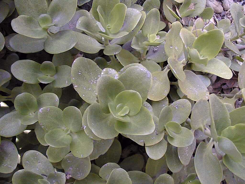 Crassula multicava succulent plant 6cm Fairy Crassula 