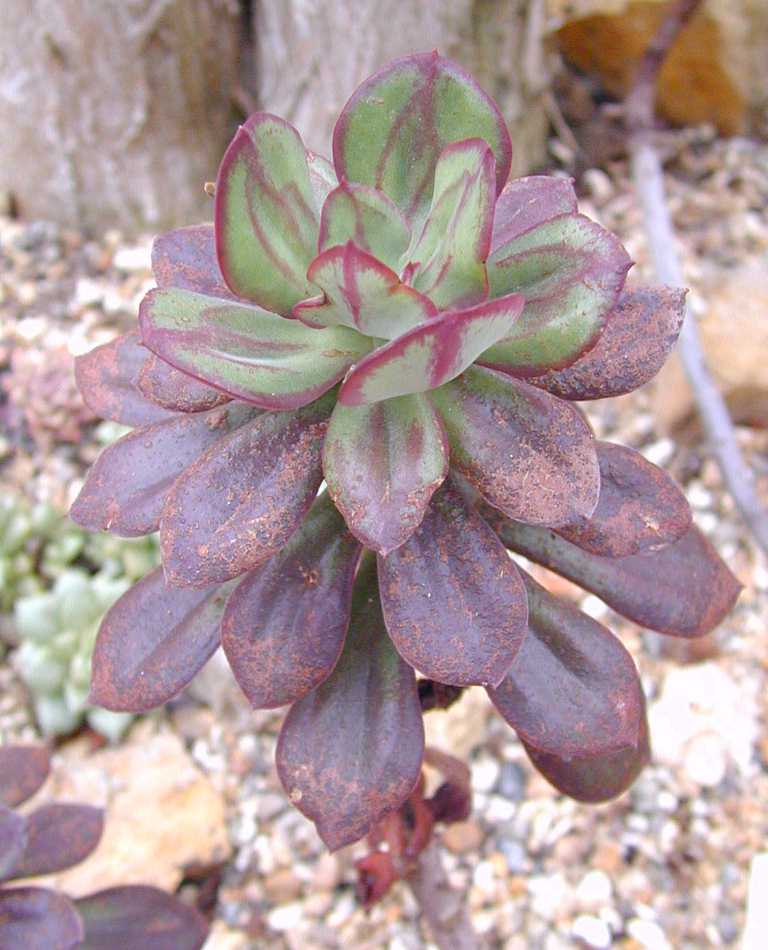 Echeveria 'Painted Lady'