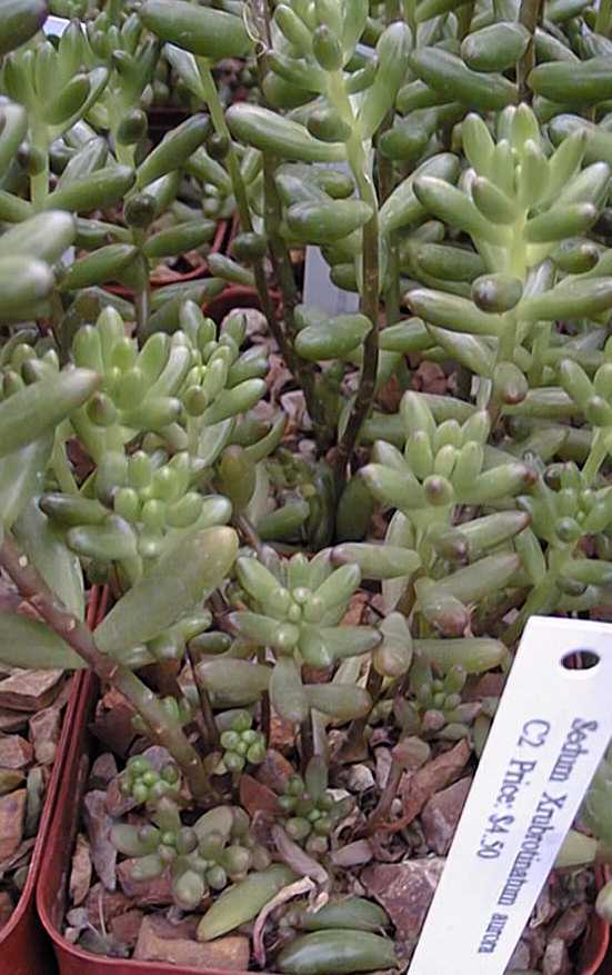 Pork and Beans (Sedum rubrotinctum)