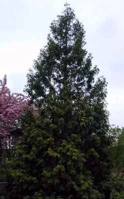 Western Red Cedar(Thuja plicata)