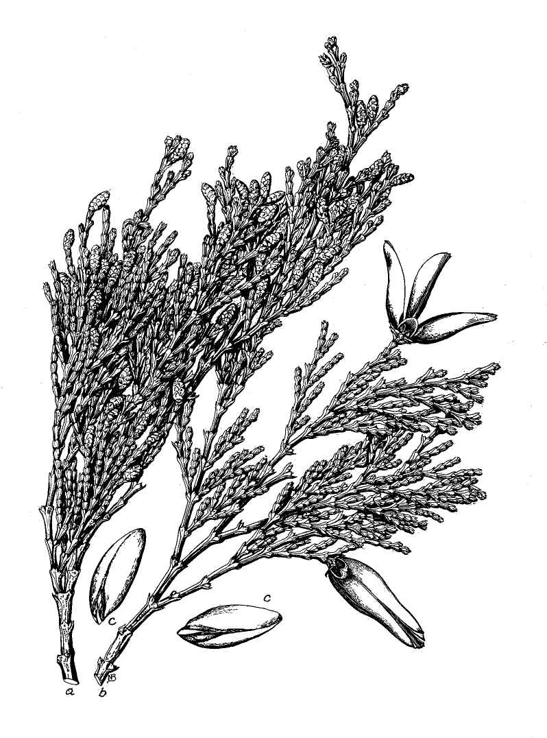 Incense Cedar (Calocedrus decurrens)